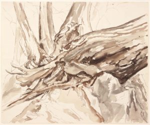 1956 Study for Oil Painting Fallen Tree Watercolor on Paper 18 x 21.5